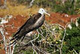 Magnificent Frigatebirdborder=